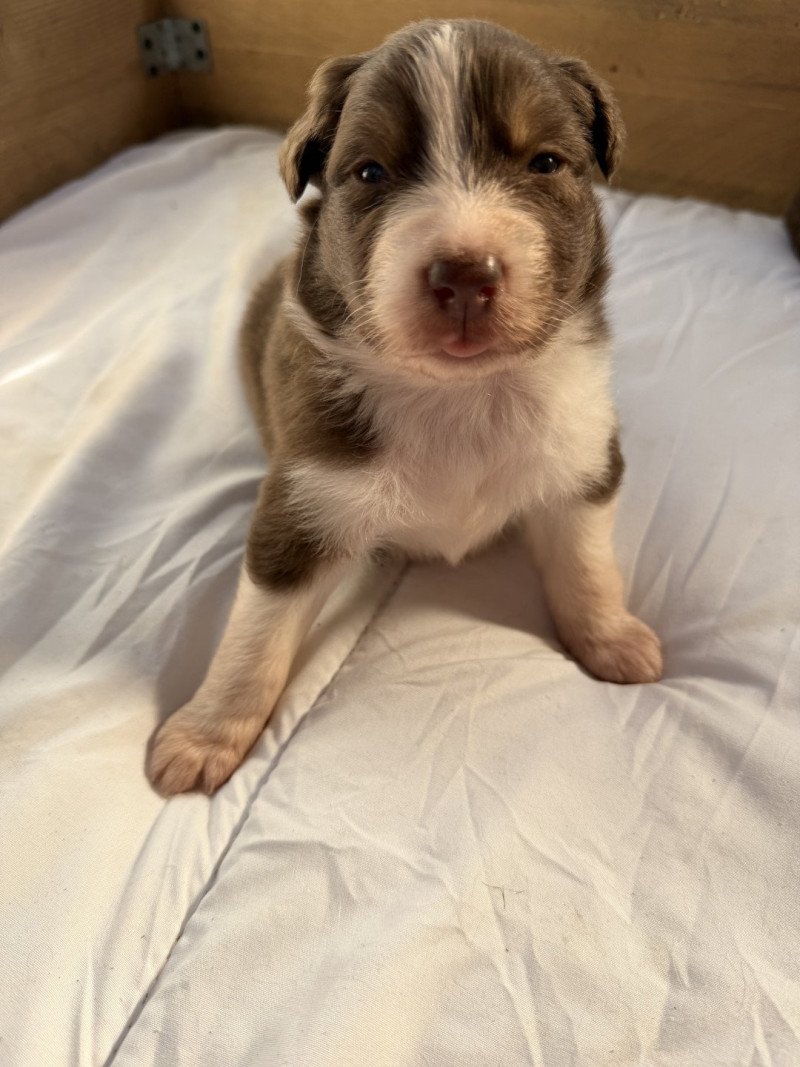 Chiot 1 des fauminards Mâle Berger australien