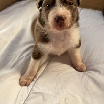 chiot Berger australien Rouge tricolore Chiot 1 Berger australien des fauminards chiot Berger australien Rouge tricolore Chiot 1 Berger australien des fauminards