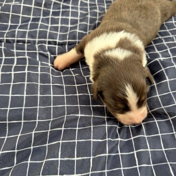 chiot Berger australien Rouge tricolore Chiot 2 Berger australien des fauminards chiot Berger australien Rouge tricolore Chiot 2 Berger australien des fauminards