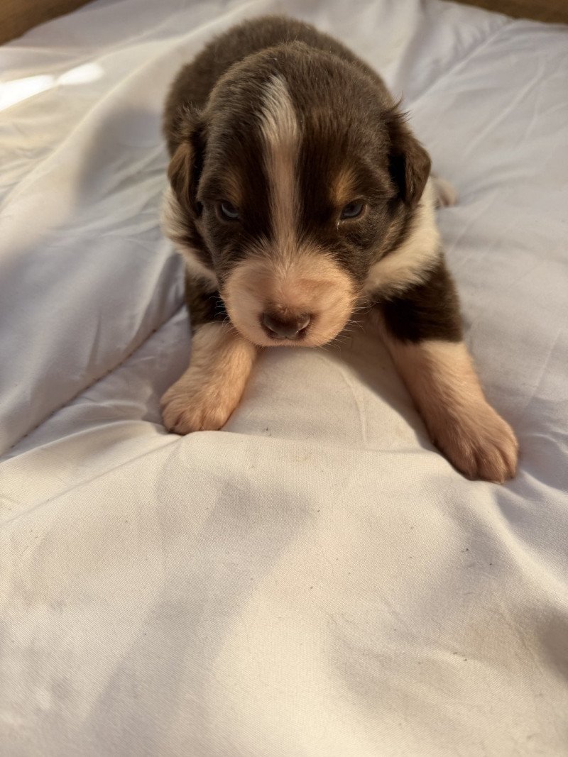 Chiot 2 des fauminards Mâle Berger australien