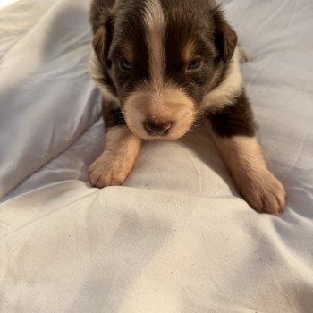 chiot Berger australien Rouge tricolore Chiot 2 Berger australien des fauminards chiot Berger australien Rouge tricolore Chiot 2 Berger australien des fauminards