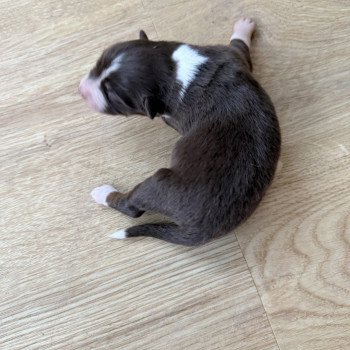 chiot Berger australien Rouge tricolore Chiot 3 Berger australien des fauminards chiot Berger australien Rouge tricolore Chiot 3 Berger australien des fauminards