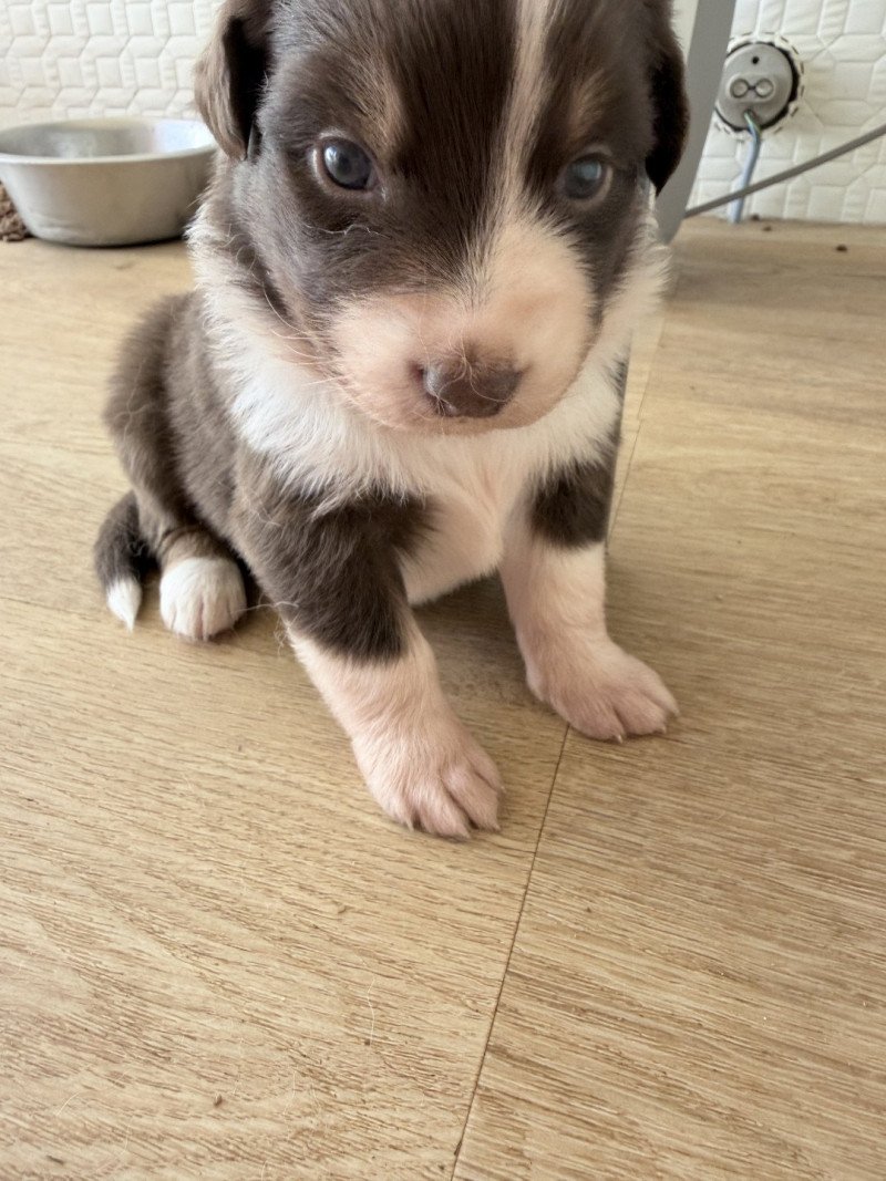 Chiot 3 des fauminards Femelle Berger australien