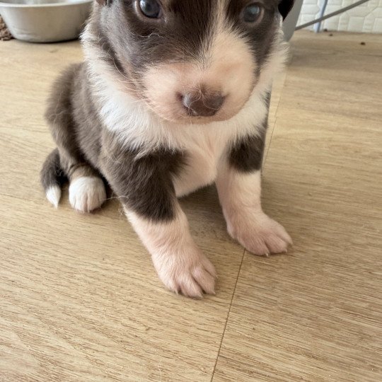 Chiot 3 des fauminards Femelle Berger australien