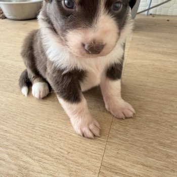 chiot Berger australien Rouge tricolore Chiot 3 Berger australien des fauminards chiot Berger australien Rouge tricolore Chiot 3 Berger australien des fauminards