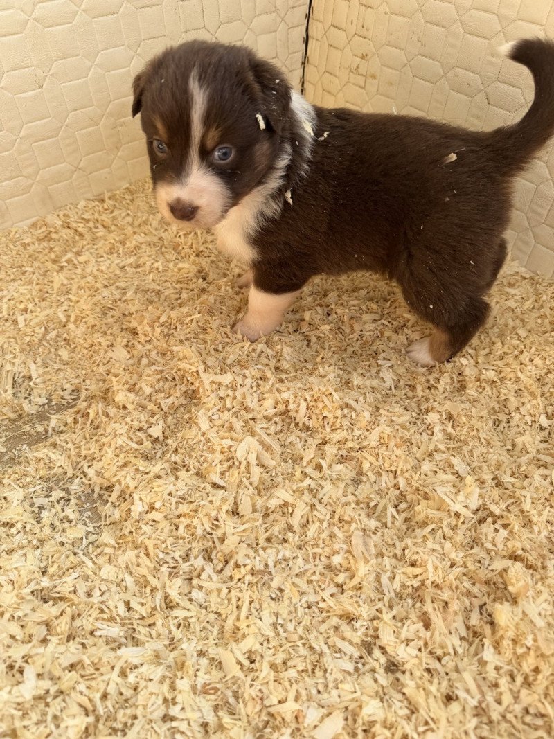 RUBY Femelle Berger australien