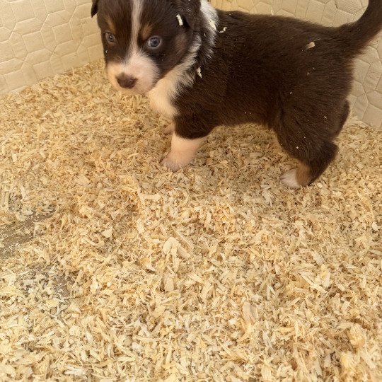 chiot Berger australien Rouge tricolore Chiot 3 Berger australien des fauminards