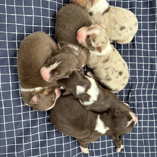 chiot Berger australien Rouge tricolore Berger australien des fauminards