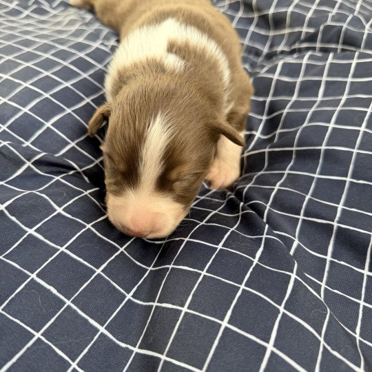 Chiot 4 des fauminards Mâle Berger australien