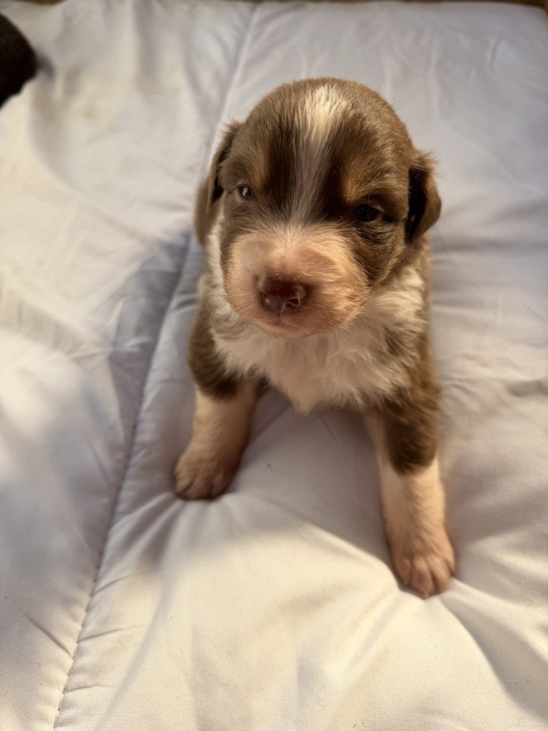 Chiot 4 des fauminards Mâle Berger australien