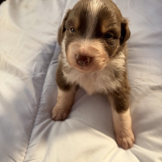 Chiot 4 des fauminards Mâle Berger australien