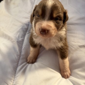chiot Berger australien Rouge tricolore Chiot 4 Berger australien des fauminards chiot Berger australien Rouge tricolore Chiot 4 Berger australien des fauminards