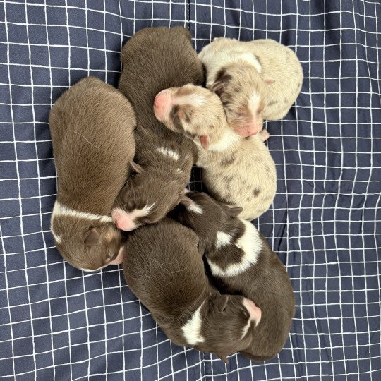 chiot Berger australien Rouge merle Berger australien des fauminards