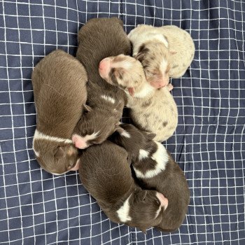 chiot Berger australien Rouge merle Berger australien des fauminards chiot Berger australien Rouge merle Berger australien des fauminards