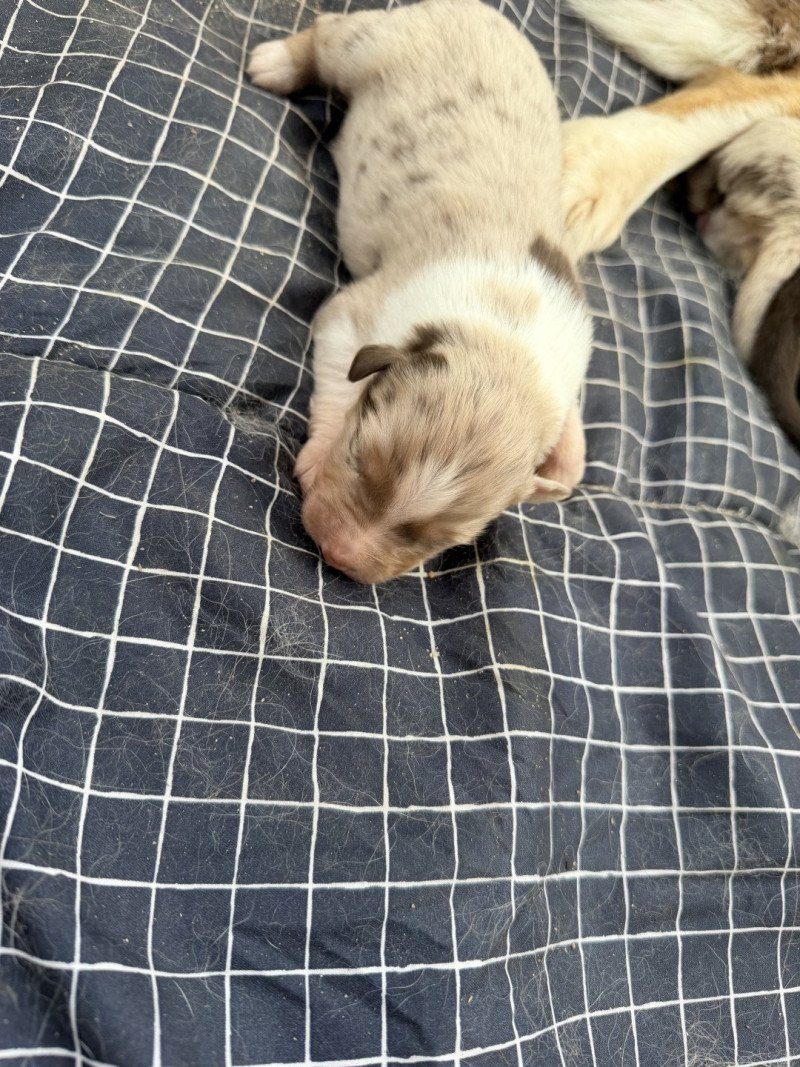 Chiot 6 des fauminards Femelle Berger australien
