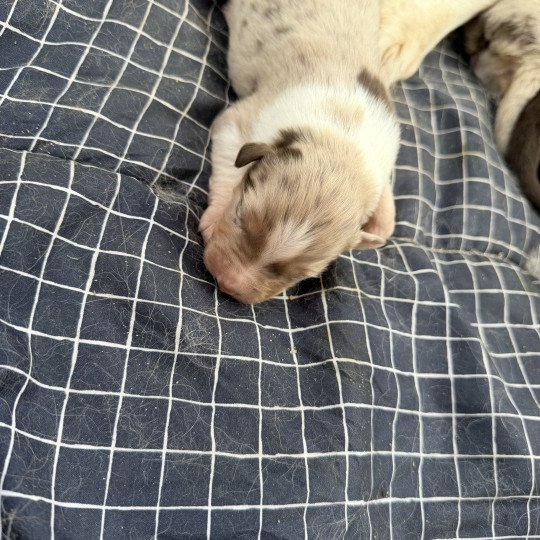 Chiot 6 des fauminards Femelle Berger australien