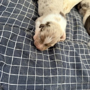 chiot Berger australien Rouge merle Chiot 6 Berger australien des fauminards chiot Berger australien Rouge merle Chiot 6 Berger australien des fauminards
