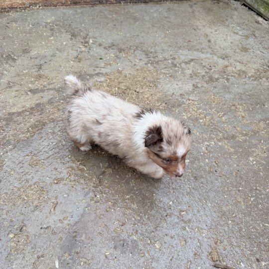 chiot Berger australien Rouge merle Chiot 6 Berger australien des fauminards