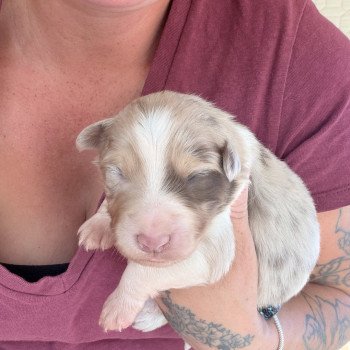 chiot Berger australien Rouge merle Chiot 7 Berger australien des fauminards chiot Berger australien Rouge merle Chiot 7 Berger australien des fauminards