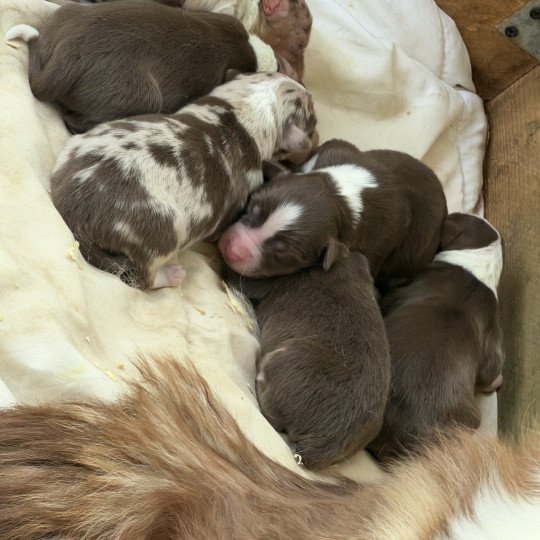 chiot Berger australien Rouge merle Berger australien des fauminards