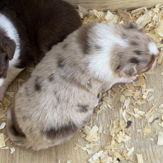 Chiot 1 des fauminards Mâle Berger australien