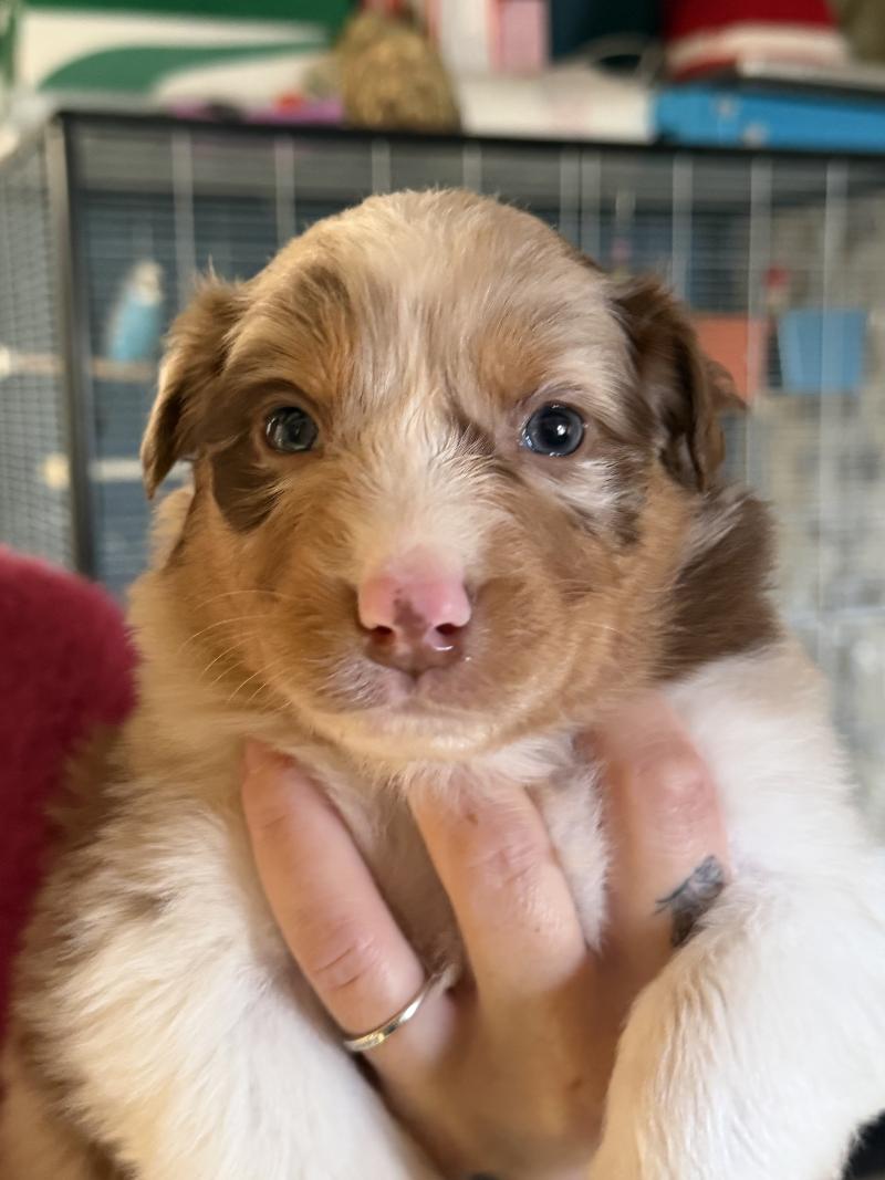 BALOU Mâle Berger australien