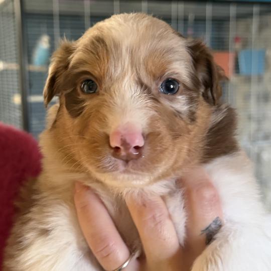 BALOU Mâle Berger australien