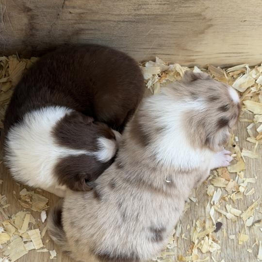 chiot Berger australien Rouge merle Chiot 2 Berger australien des fauminards