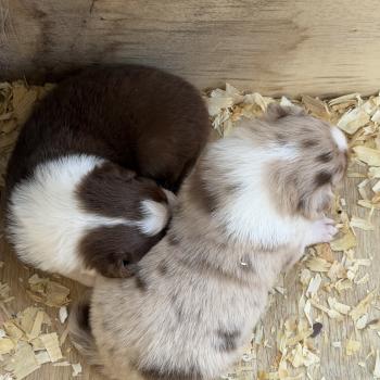 chiot Berger australien Rouge merle Chiot 2 Berger australien des fauminards