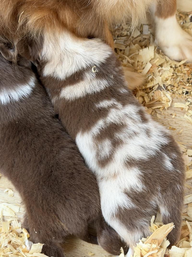 Chiot 2 des fauminards Femelle Berger australien