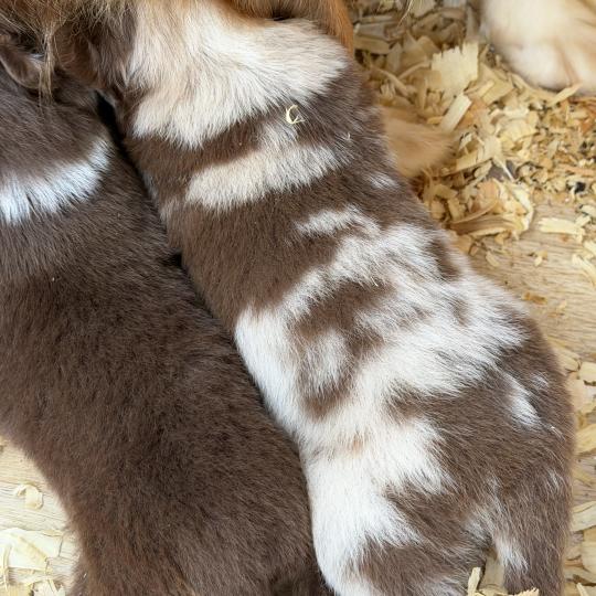 Chiot 2 des fauminards Femelle Berger australien