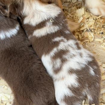 chiot Berger australien Rouge merle Chiot 2 Berger australien des fauminards