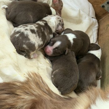 chiot Berger australien Rouge tricolore Berger australien des fauminards