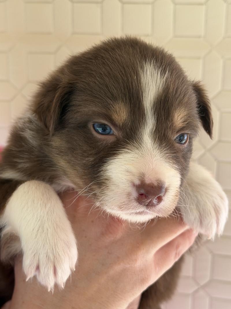 MIA Femelle Berger australien