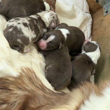 chiot Berger australien Rouge tricolore Berger australien des fauminards