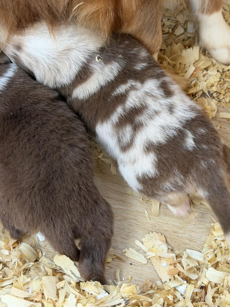 Chiot 4 des fauminards Mâle Berger australien