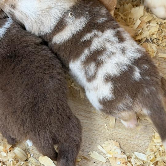 Chiot 4 des fauminards Mâle Berger australien