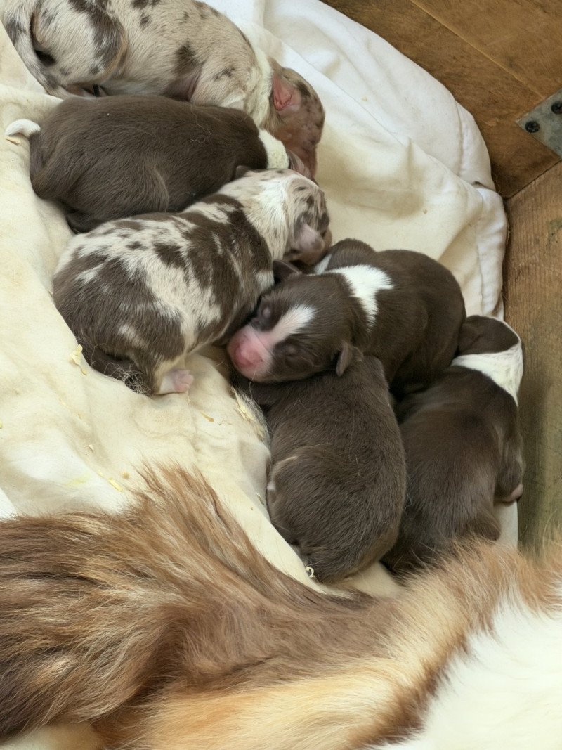 Chiot 5 des fauminards Mâle Berger australien