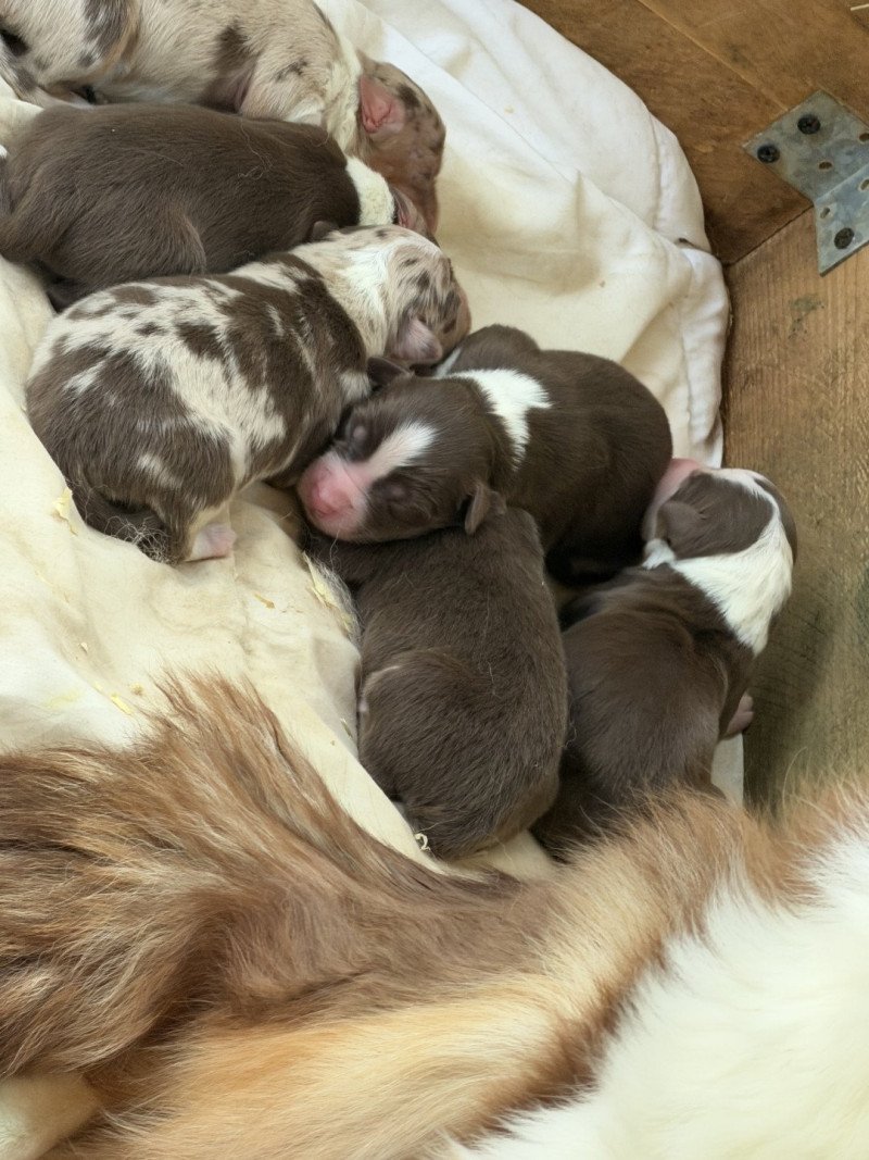 Chiot 6 des fauminards Mâle Berger australien
