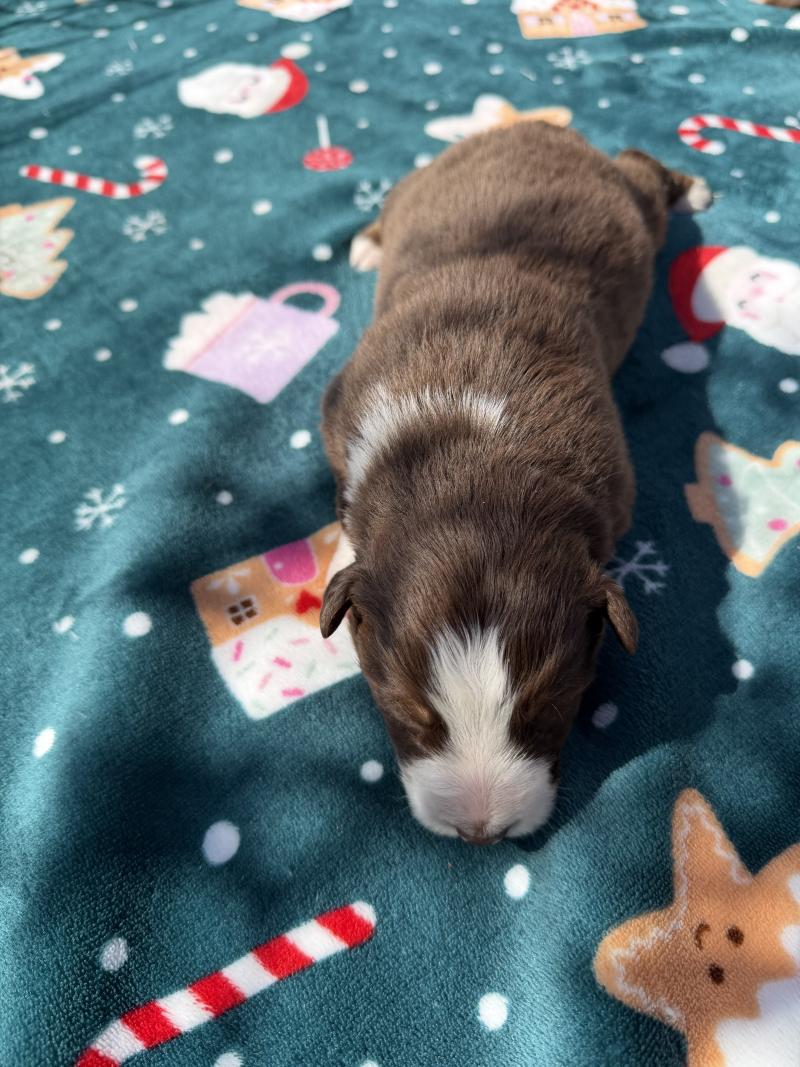 chiot. 2 Femelle Berger australien