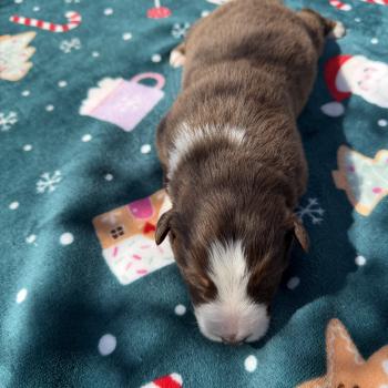 chiot Berger australien rouge tricolore Berger australien des fauminards