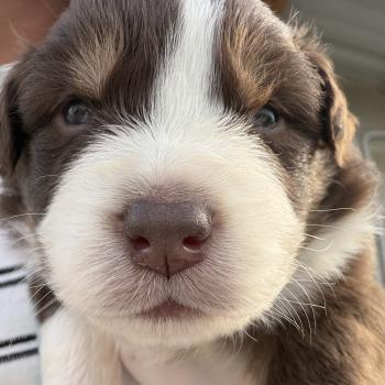 chiot Berger australien rouge tricolore chiot. 2 Berger australien des fauminards