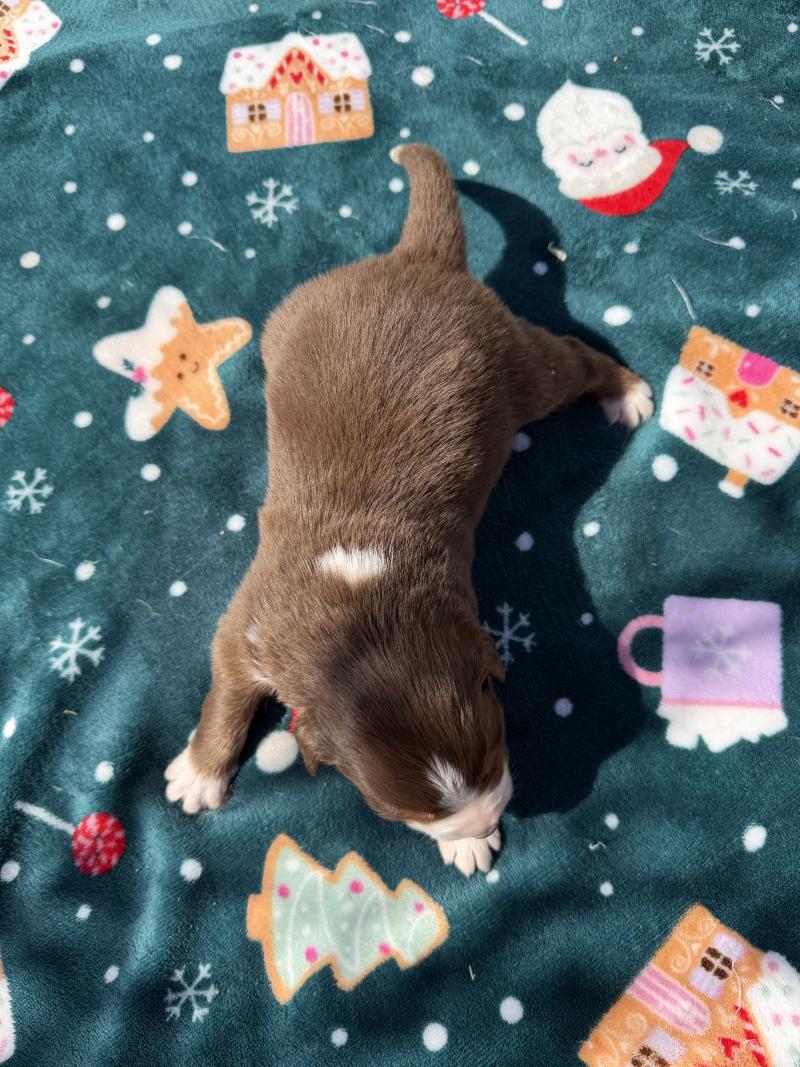 chiot. 3 Femelle Berger australien