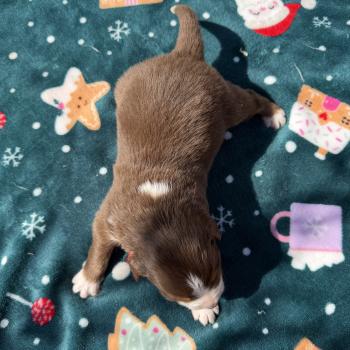 chiot Berger australien rouge tricolore Berger australien des fauminards