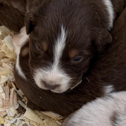 chiot. 3 Femelle Berger australien