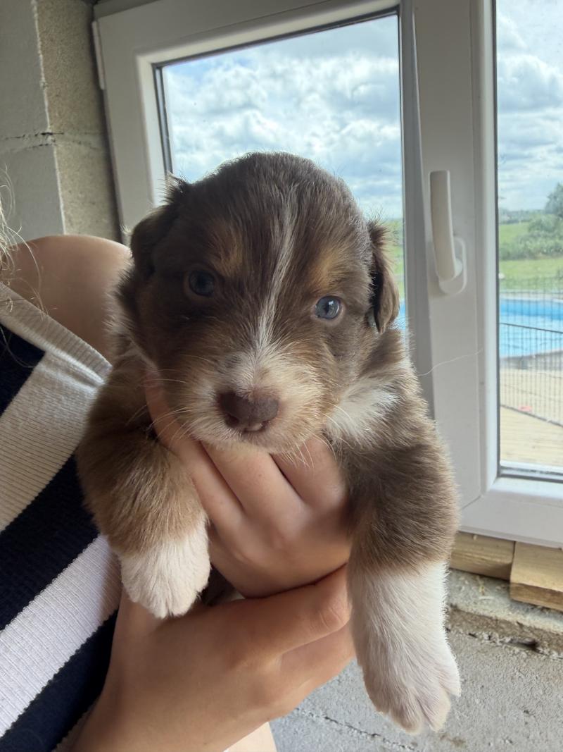 chiot. 3 Femelle Berger australien