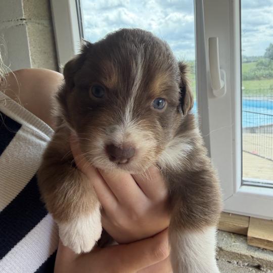 chiot. 3 Femelle Berger australien