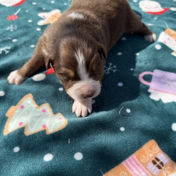 chiot Berger australien rouge tricolore Berger australien des fauminards