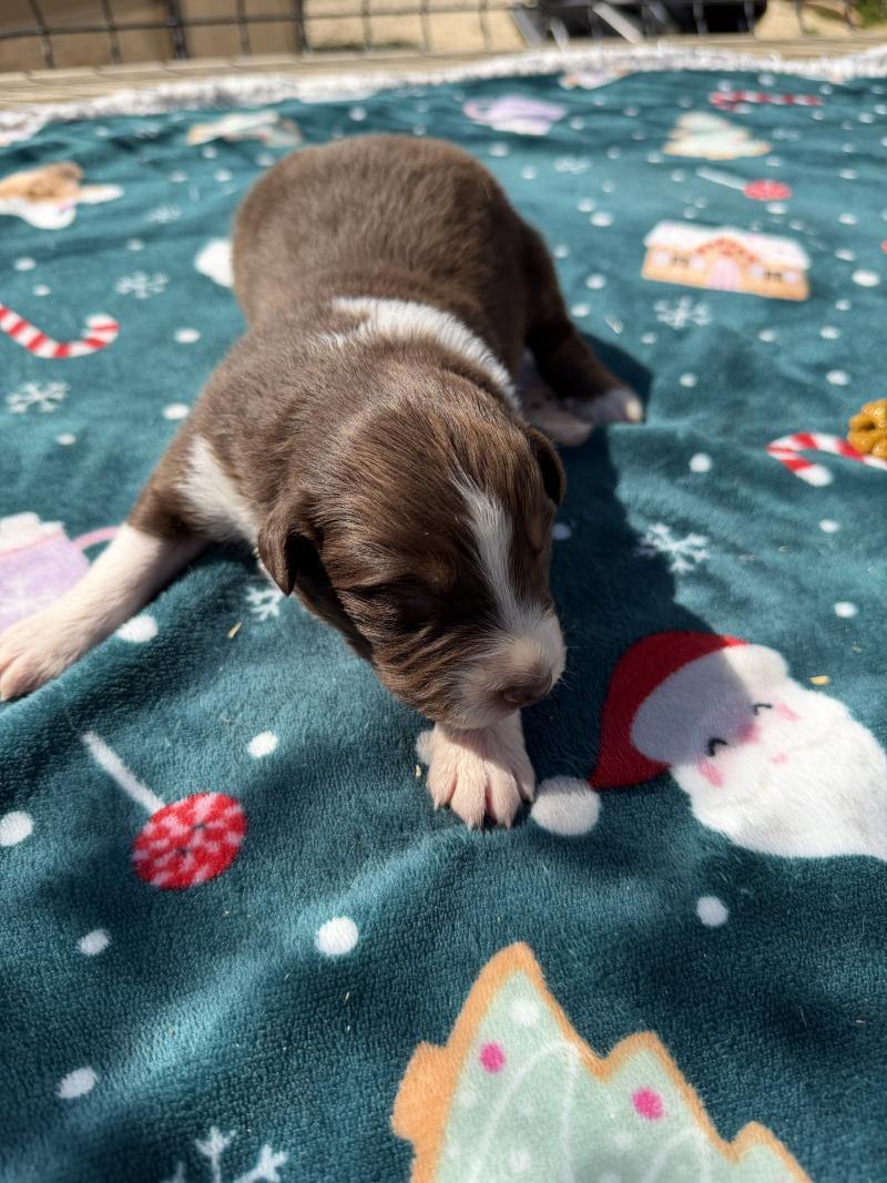 chiot. 4 Mâle Berger australien