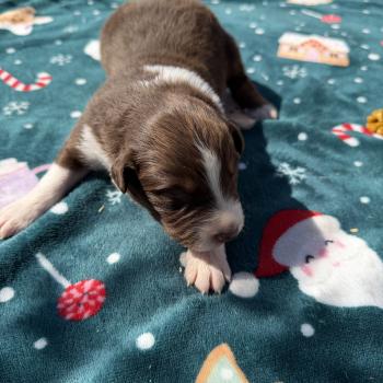 chiot Berger australien rouge tricolore Berger australien des fauminards